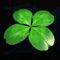 lucky ladys clover